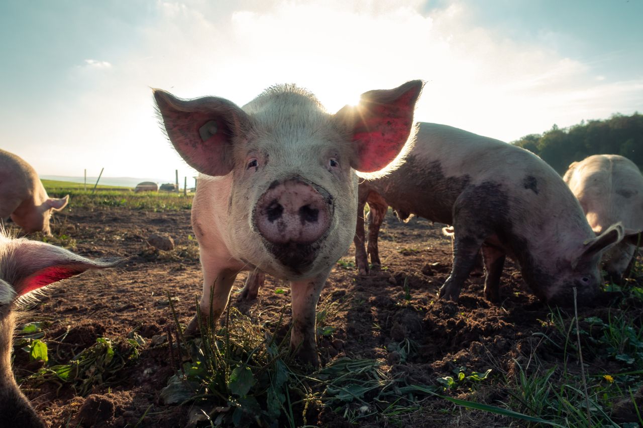 Jak ułatwić sobie karmienie zwierząt na farmie?
